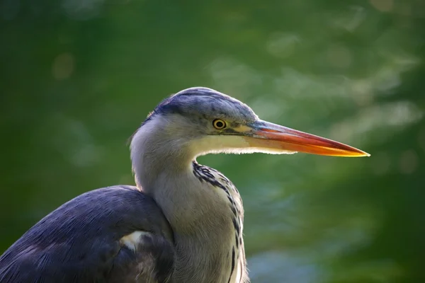 Héron gris — Photo