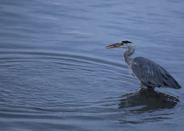 Reiger — Stockfoto