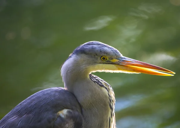 Garza gris — Foto de Stock