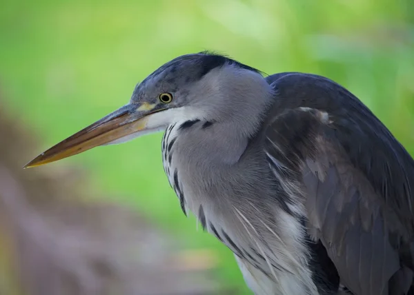 Garza gris — Foto de Stock