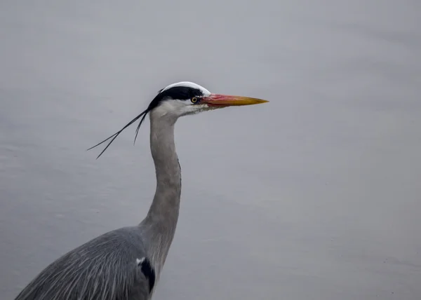 Airone grigio — Foto Stock