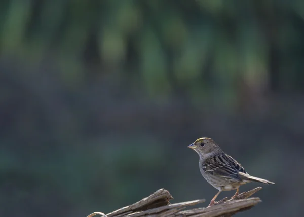 Moineau perché sur bois — Photo