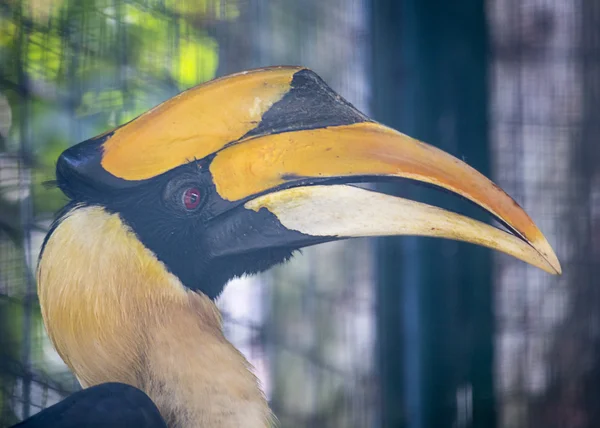 Grande hornbill — Foto Stock