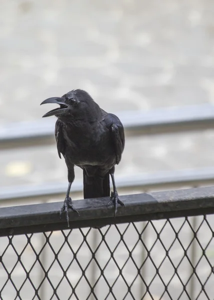 Raven — Stock Photo, Image