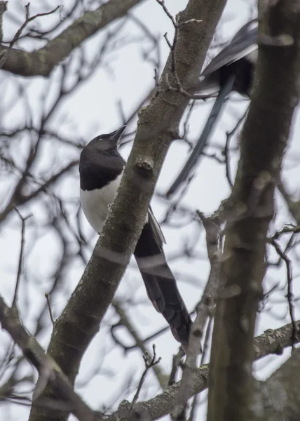 Magpie em árvore — Fotografia de Stock