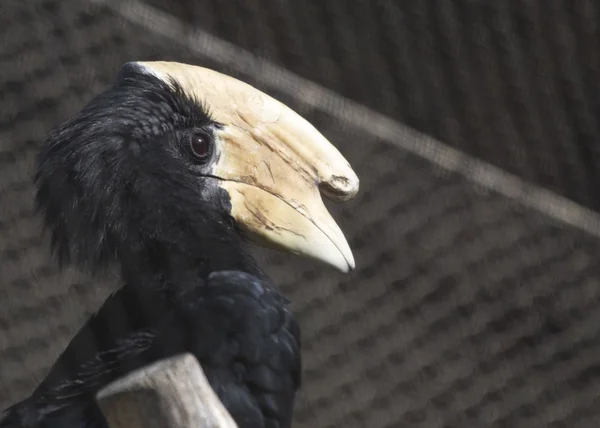 Malayo Hornbill Negro —  Fotos de Stock