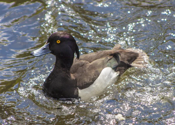Pato copetudo macho en el estanque —  Fotos de Stock