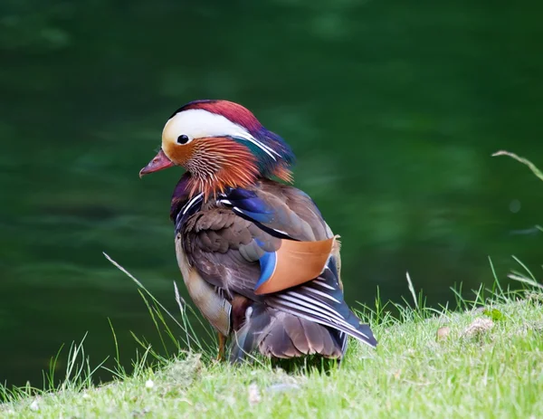 Mandarin Duck (Male) — Stock Photo, Image