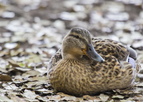 Female Mallard — Stock Photo, Image