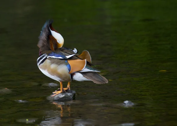 Mandarin Duck (Мужской) ) — стоковое фото