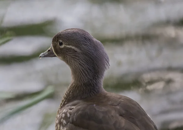 Мандаринская утка — стоковое фото