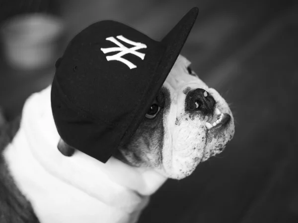 English Bulldog in New York — Stock Photo, Image