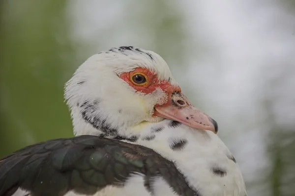 Pato-mostarda — Fotografia de Stock