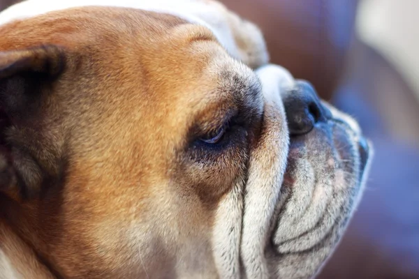 Grumpy Bulldog — Stock Photo, Image