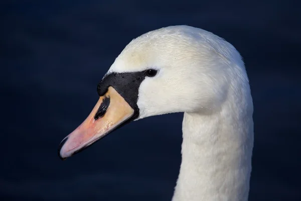 MUTE swan porträtt — Stockfoto