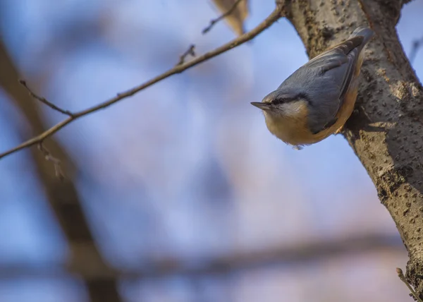 Nuthatch Eating In Tree — Stock Photo, Image