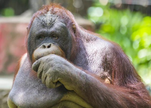 Orangutan — Stok fotoğraf