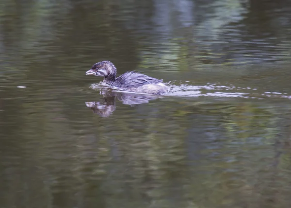 Pied-billed Grebe — Stock Photo, Image