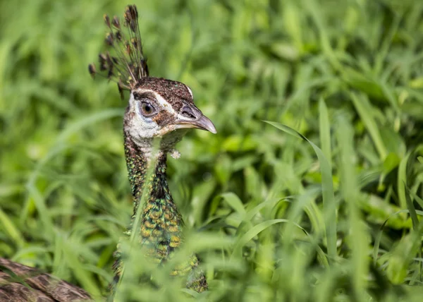 Paon dans l'herbe — Photo