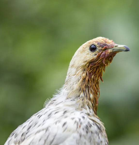 Svartvit kejsarduva — Stockfoto