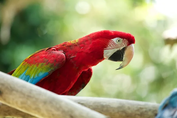 Papagaio-vermelho — Fotografia de Stock