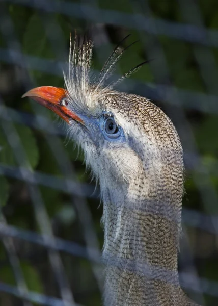 Seriema à pattes rouges — Photo