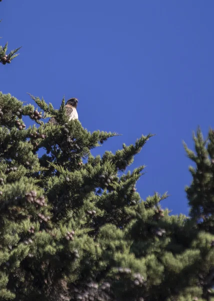 Červené tailed hawk — Stock fotografie