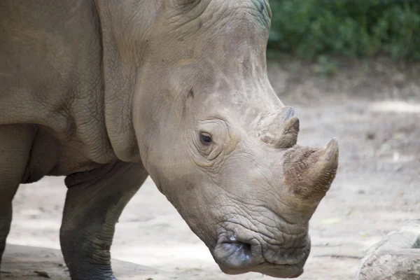 Neushoorn — Stockfoto