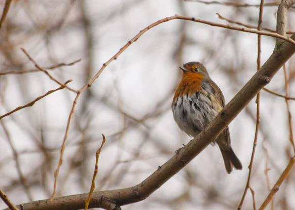 Robin red piersi — Zdjęcie stockowe