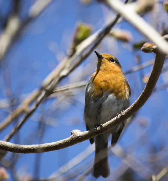 Robin Red Breast — Stock Photo, Image