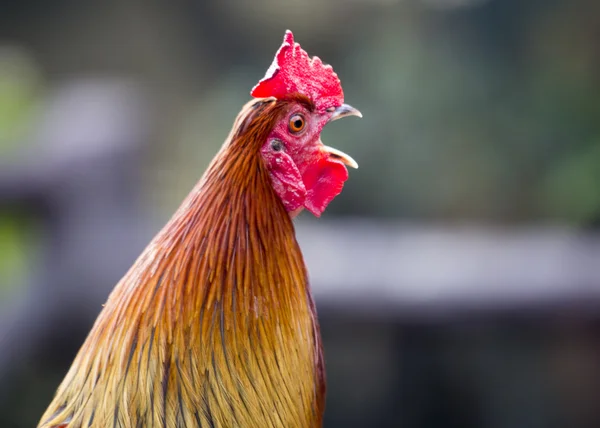 Rooster Crowing — Stock Photo, Image