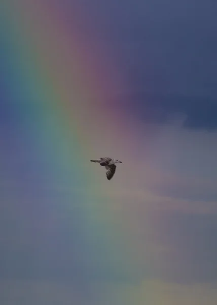 Große Schwarzrückenmöwe vor dem Regenbogen — Stockfoto