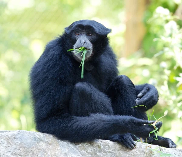 Siamang Gibbon äta gräs — Stockfoto