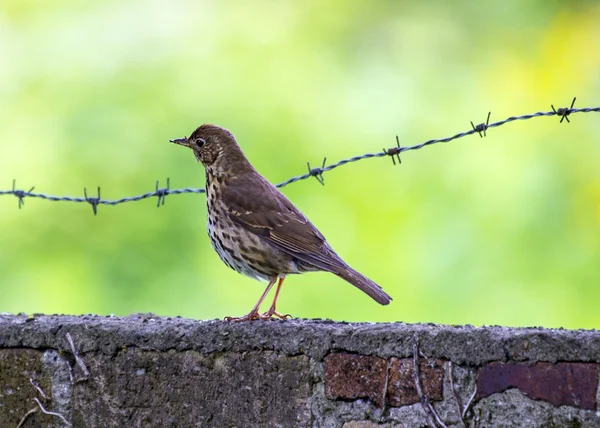 Mistle Thrush cocoțat pe un perete — Fotografie, imagine de stoc