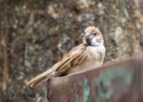 Sparrow — Stock Photo, Image