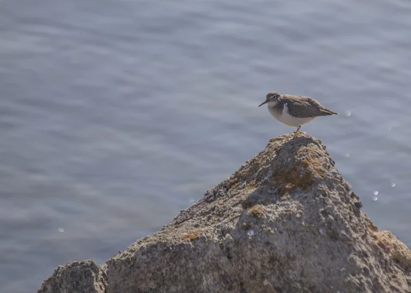 Sandpiper manchado — Fotografia de Stock