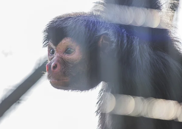 Rudolící spider monkey — Stock fotografie