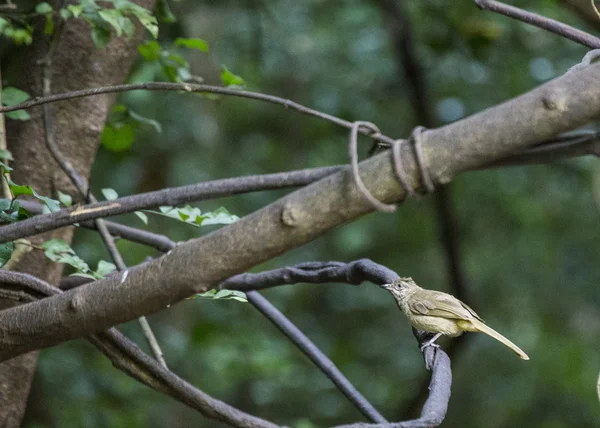 Bulbul de orelhas listradas — Fotografia de Stock