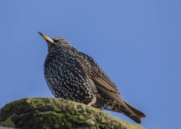 Starling On Top Of House — Fotografie, imagine de stoc