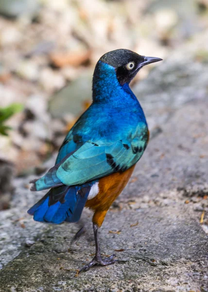 Superb Starling — Stock Photo, Image