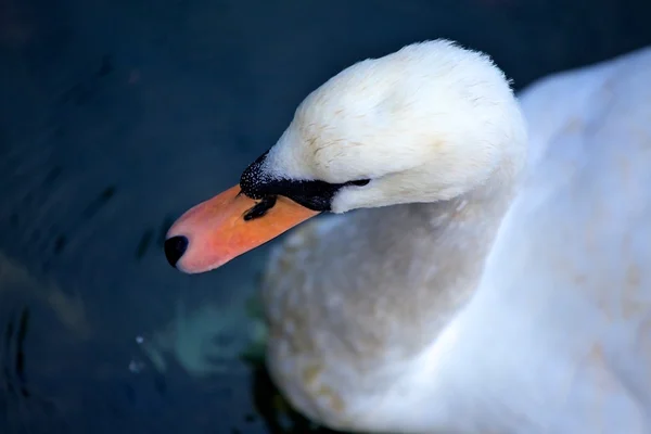 Cisne mudo (Adulto ) — Fotografia de Stock