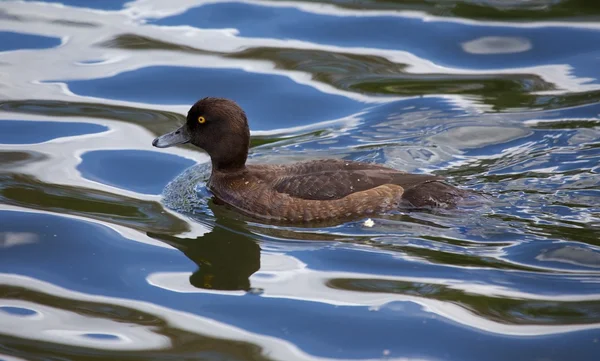 Männliche Büschelente — Stockfoto