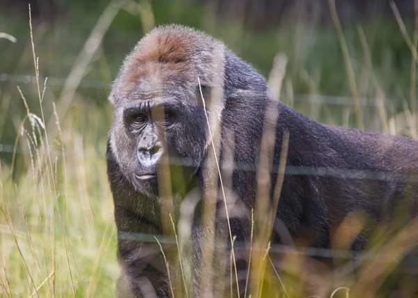 Västra Låglandet Gorilla — Stockfoto