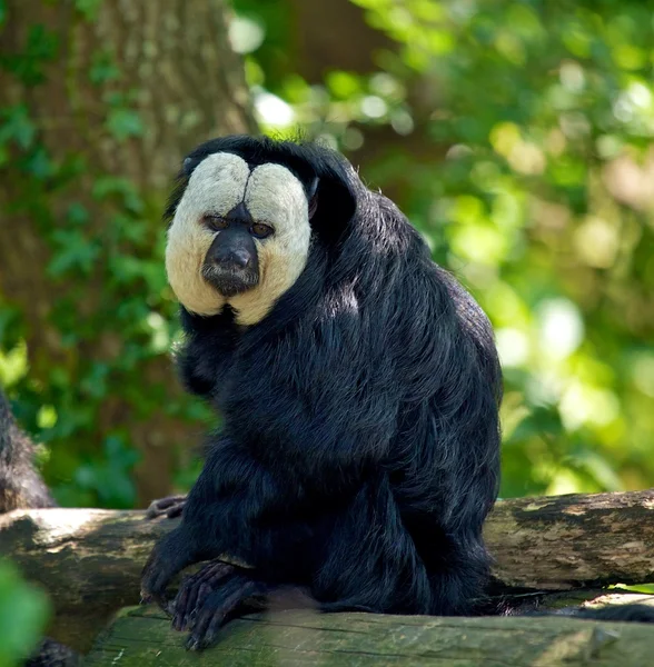 White Faced Saki — Stock Photo, Image