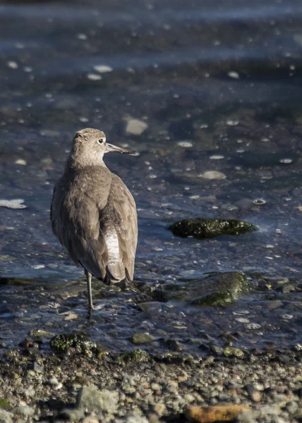 Willet... — Fotografia de Stock