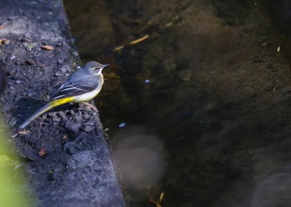 Grey Wagtail — Stock Photo, Image