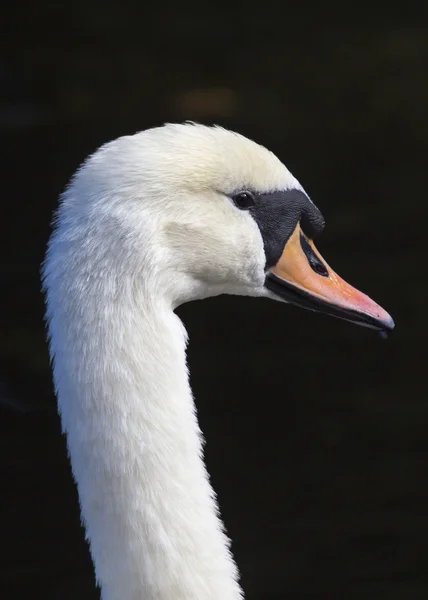 Cisne mudo (adulto ) — Foto de Stock