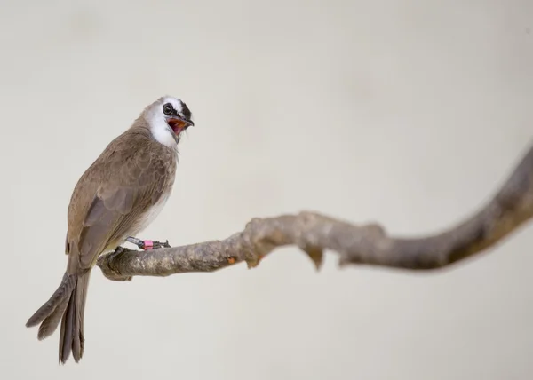 Kinesiska bulbyl — Stockfoto