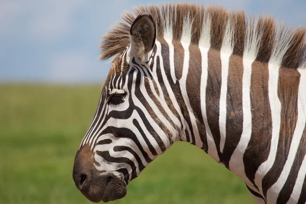 Zebra portrét — Stock fotografie