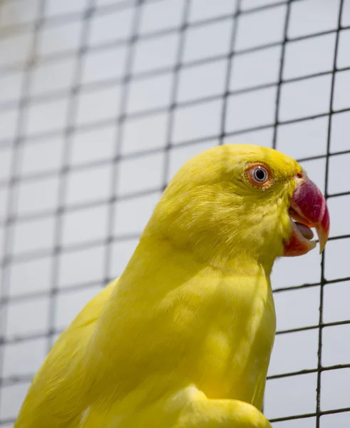 Żółty papugi — Zdjęcie stockowe